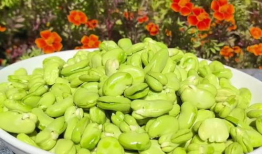 三麻豆,探寻古老智慧，传承民间艺术